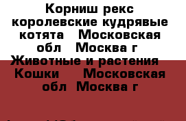Корниш-рекс королевские кудрявые котята - Московская обл., Москва г. Животные и растения » Кошки   . Московская обл.,Москва г.